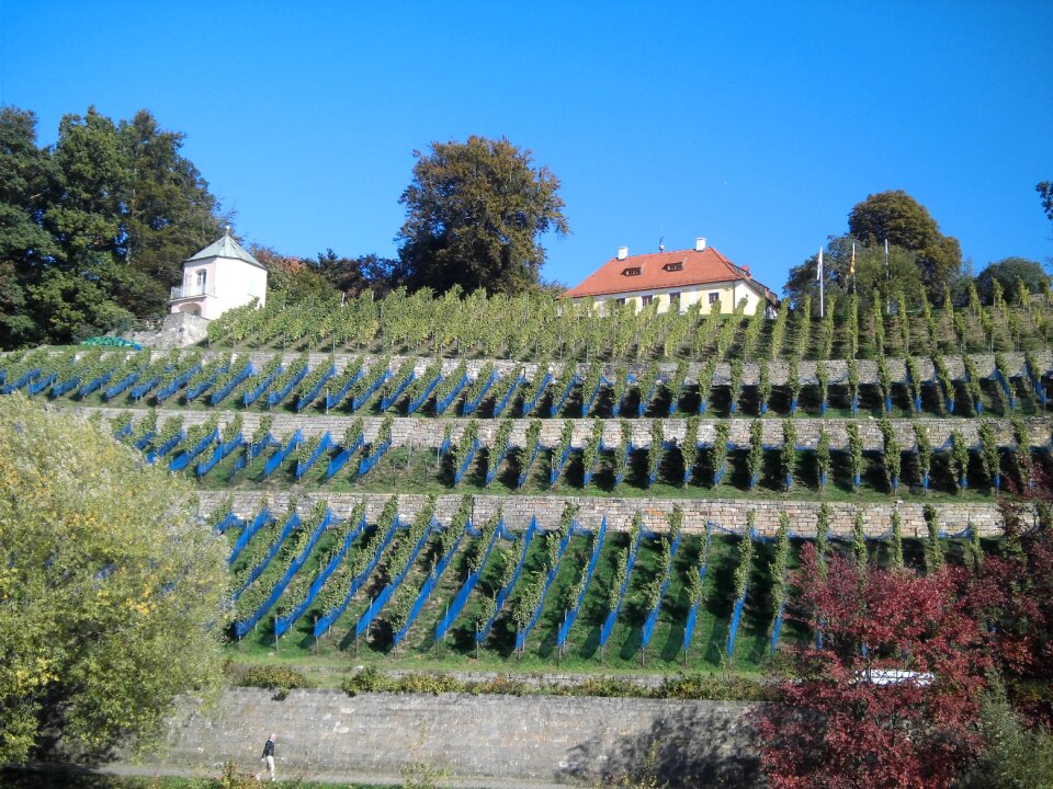 Wine grapevine winegrowing