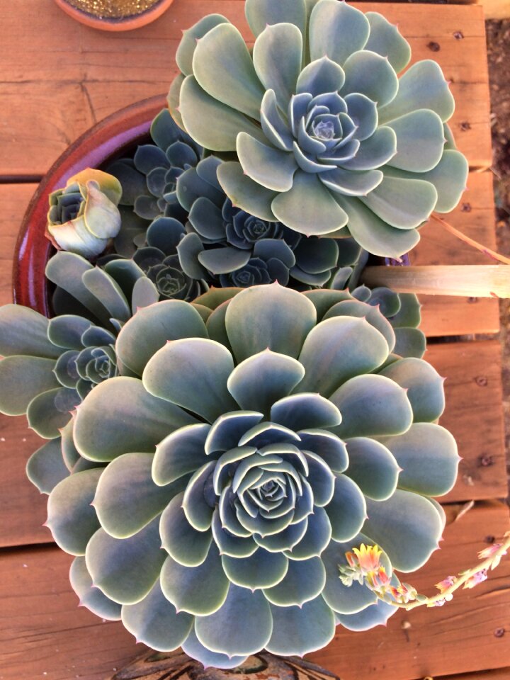 Succulent porch plant flowers