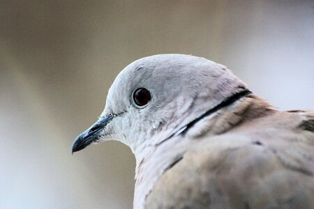 Collared dove dove bird photo