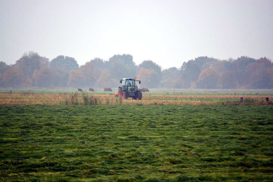 Meadow landscape pasture
