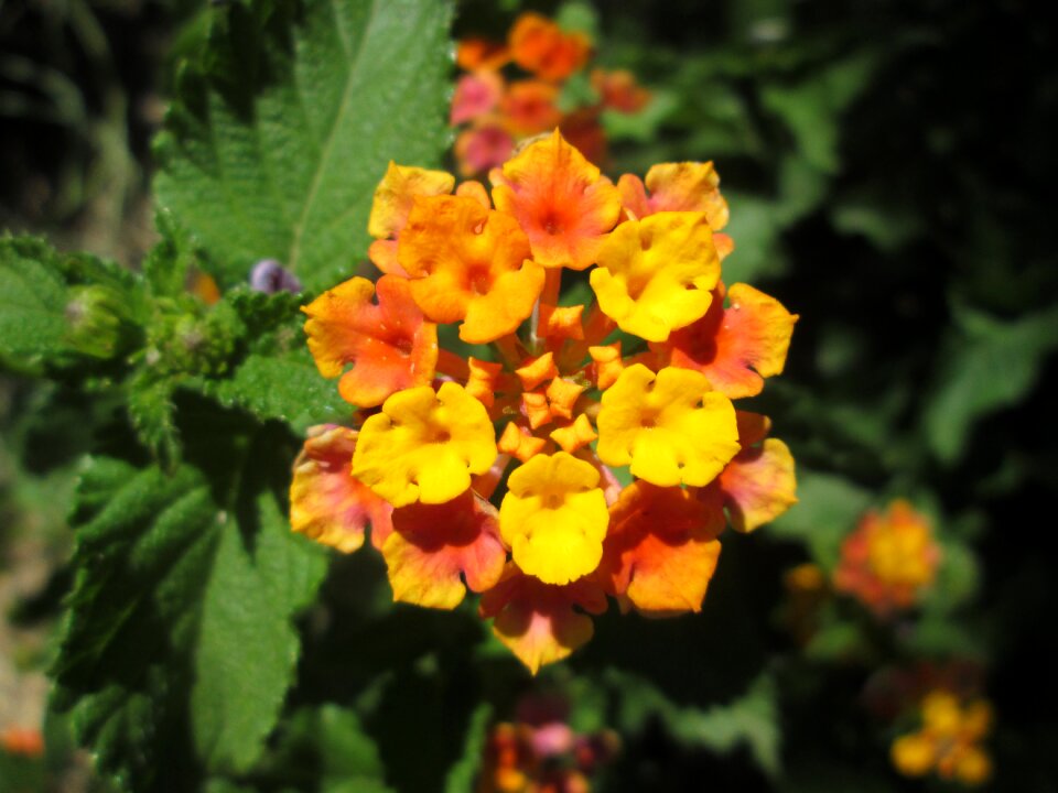 Flower yellow