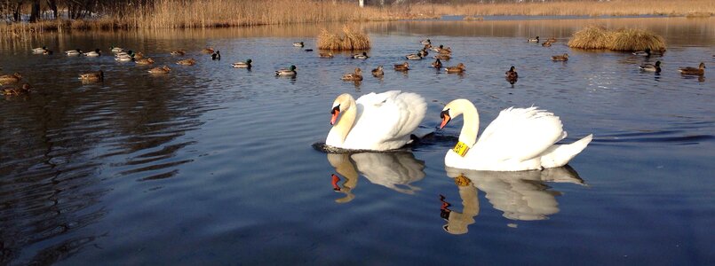 Lake nature winter