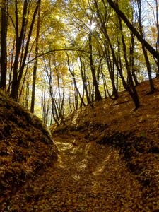 Landscape foliage autumn photo