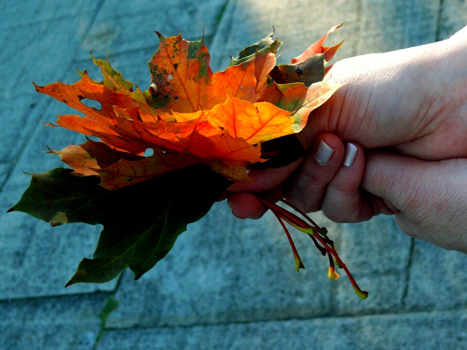 Colored autumn intensive
