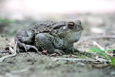 Amphibians common toad nature photo
