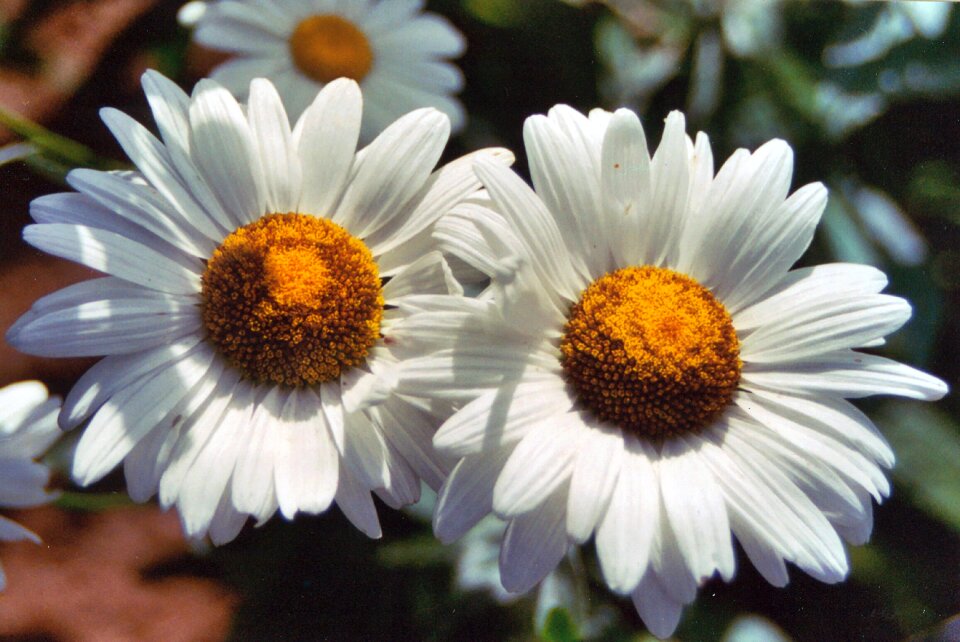 Spring daisy bloom