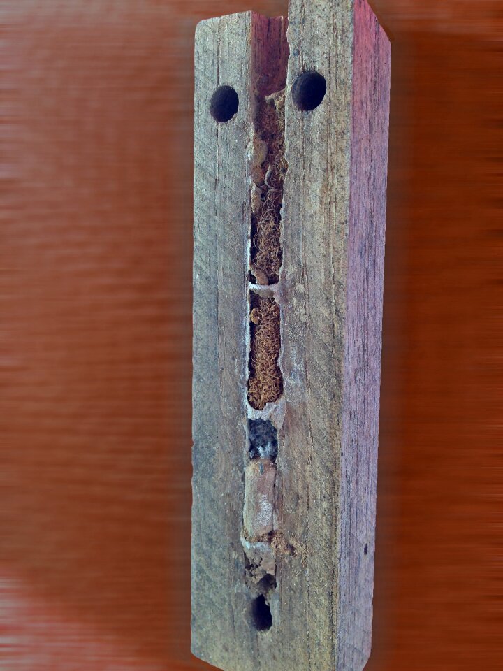 Detail wild bees bee hotel
