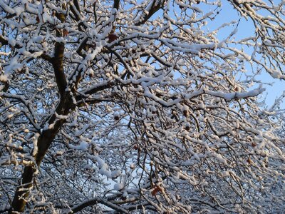 Wintry cold tree photo