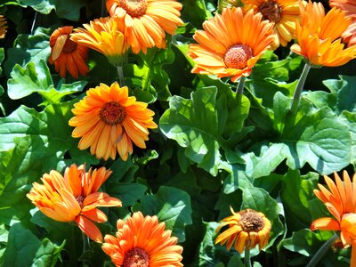 Calendula flower
