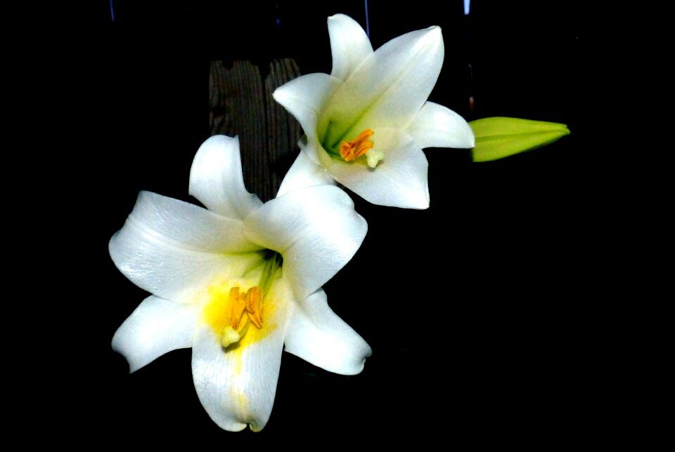 White elegant