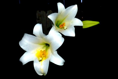 White elegant