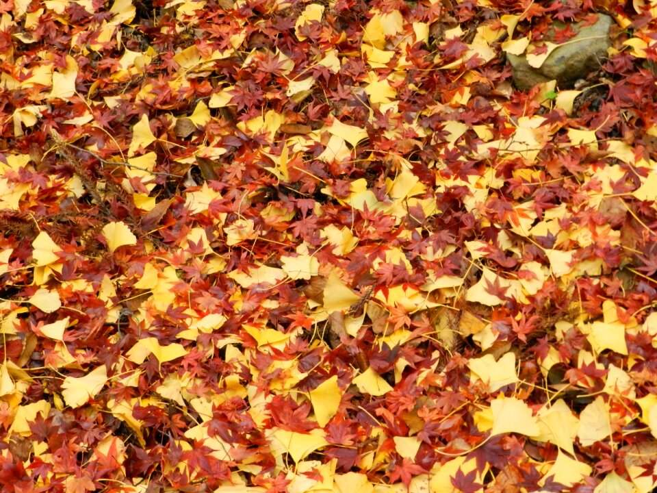 Nature red yellow
