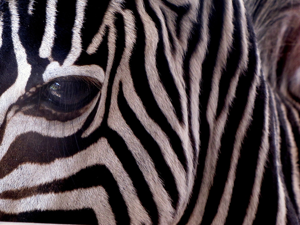 Animal african africa
