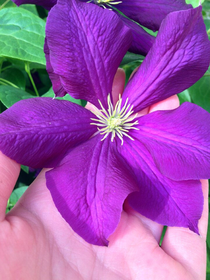 Plant purple stars shap