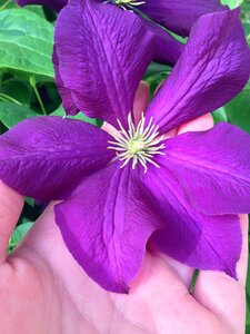 Plant purple stars shap