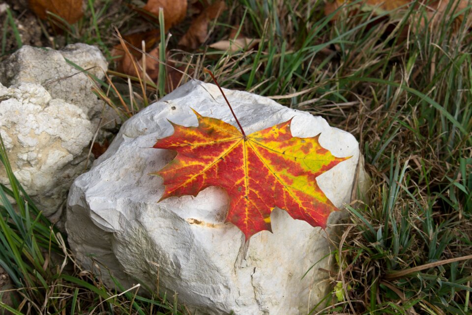 Autumn stone color
