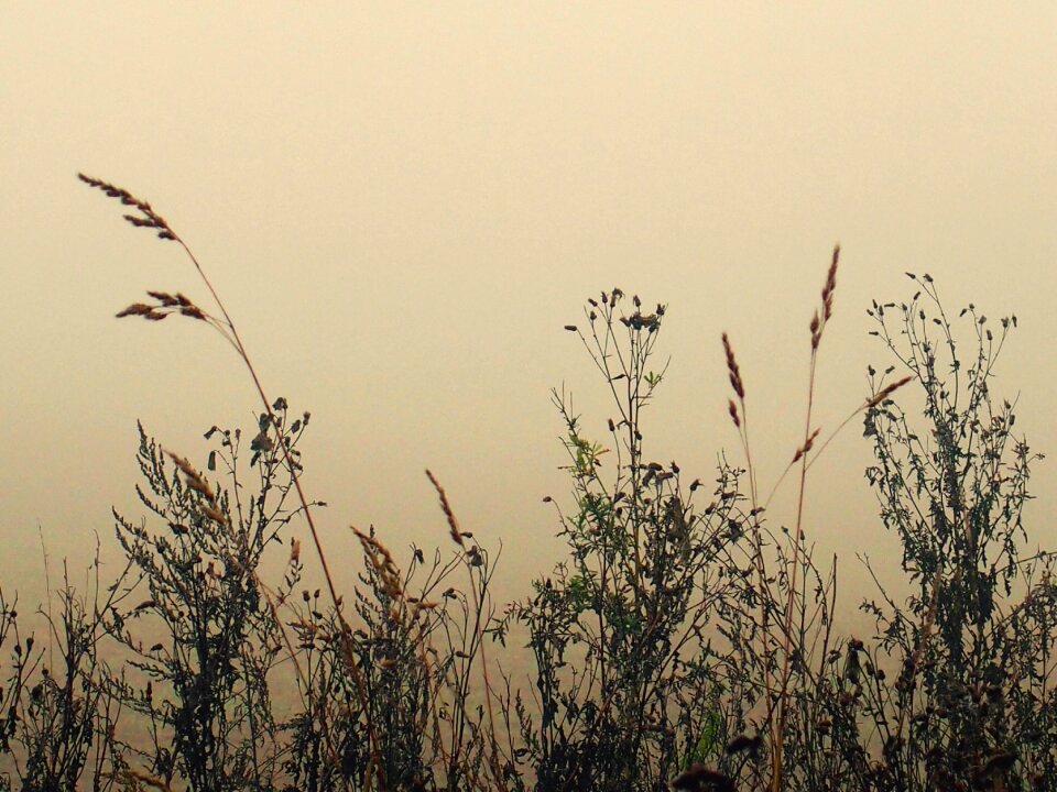 Meadow landscape fog