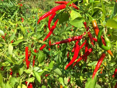 Pepper claw of hawk field