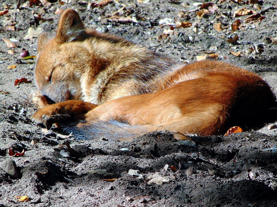 Nature sleep tired