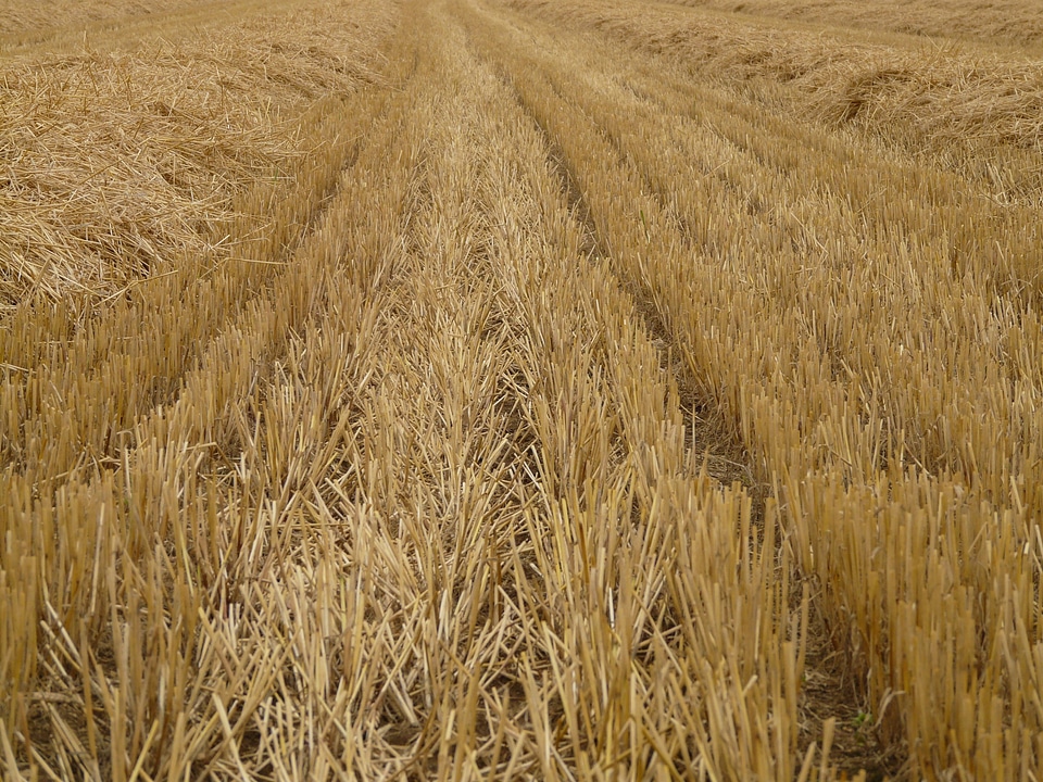 Cereals stalk halme