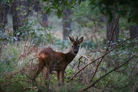 Wild nature mammal