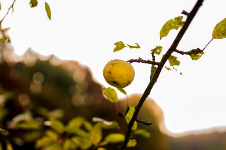 Apple close up trees