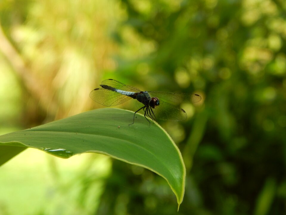 Fly wildlife macro photo