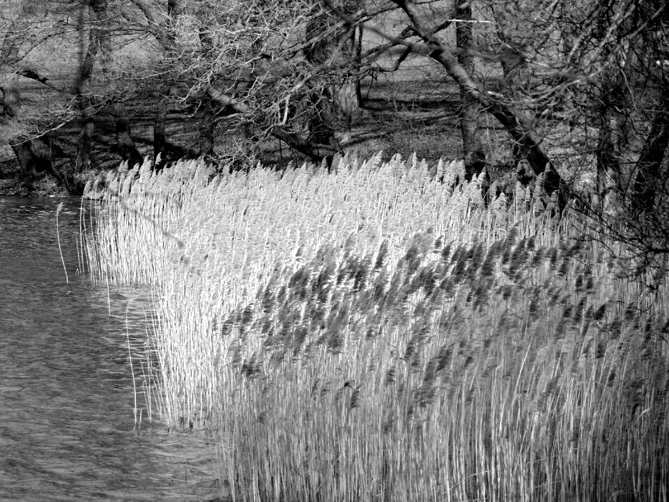 Bank black and white near shore