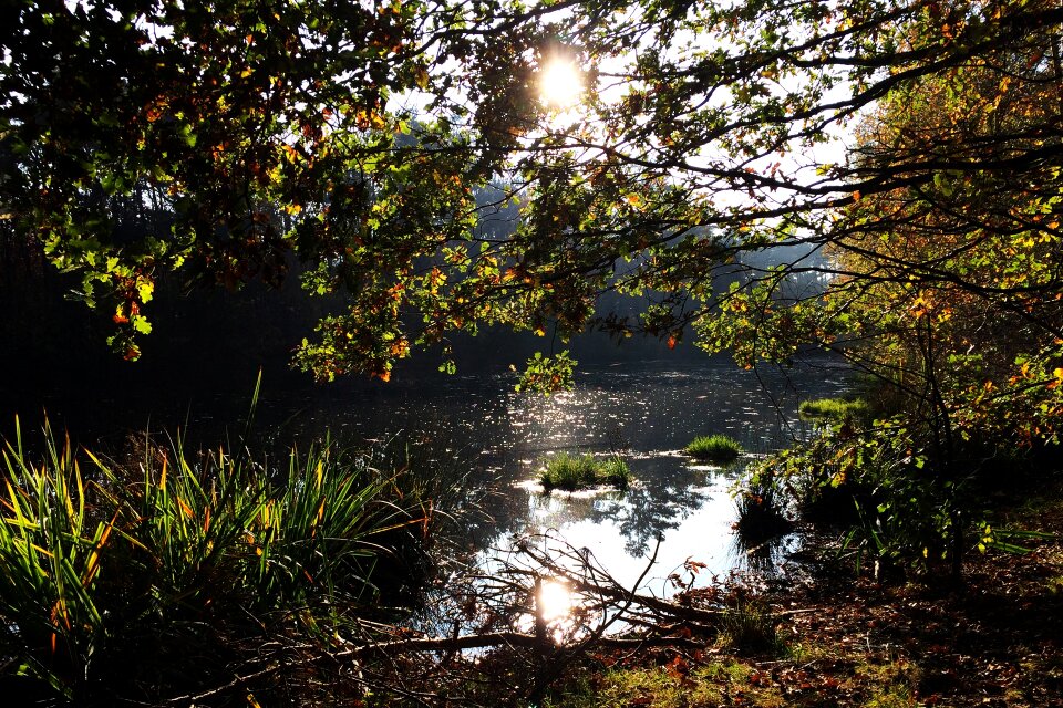 Landscape trees park