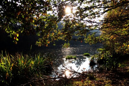 Landscape trees park