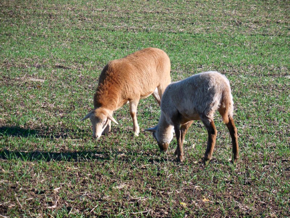 Eat livestock wool