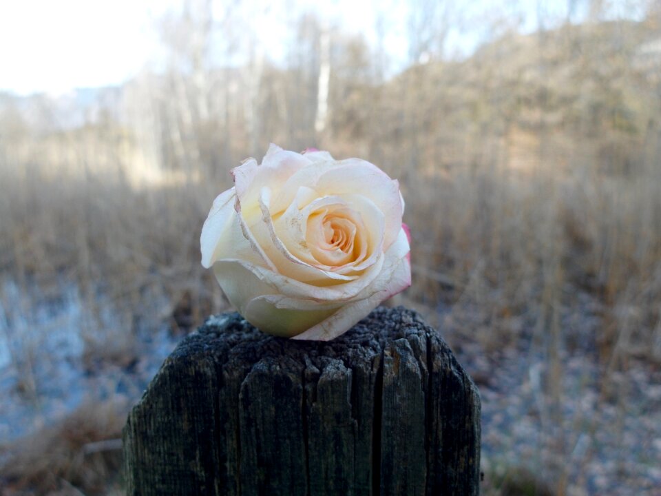 Bloom nature rose bloom