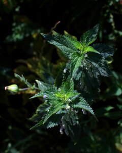 Picamato medicinal plant galicia