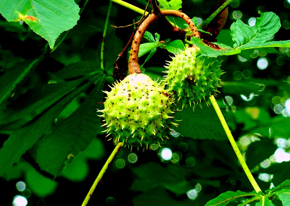 Colored autumn fruits
