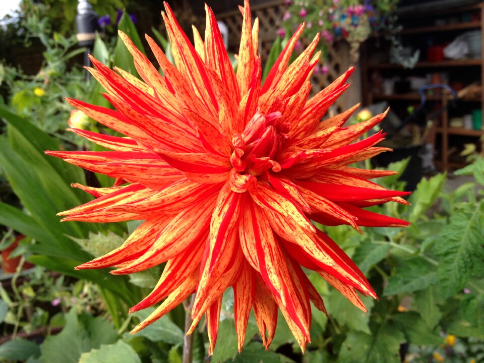 Garden orange bloom