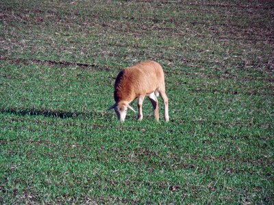 Eat livestock wool