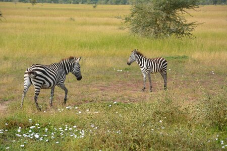 National park serengeti park tanzania photo