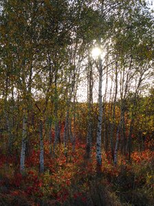 Nature landscape autumn photo