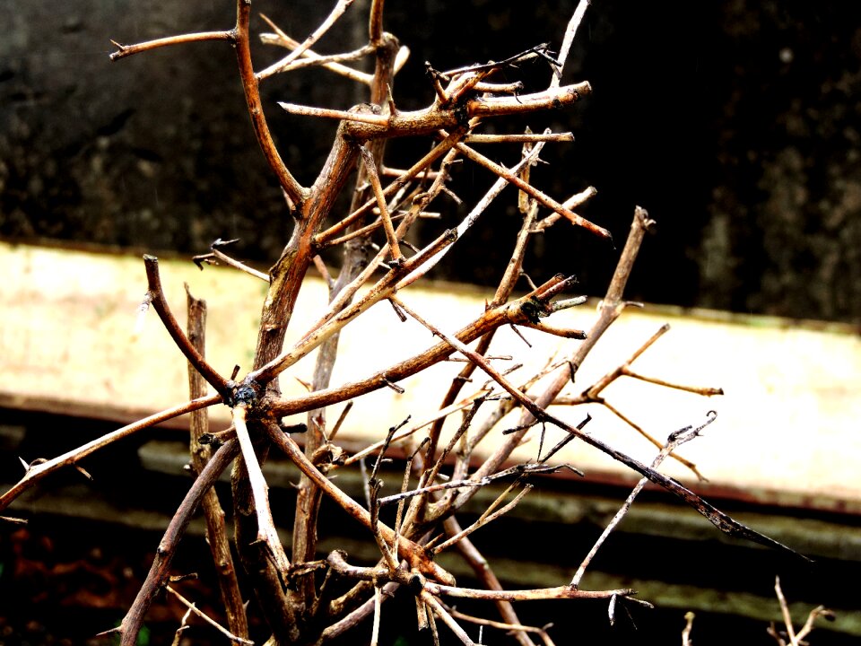 Dry twigs leaves still lifes