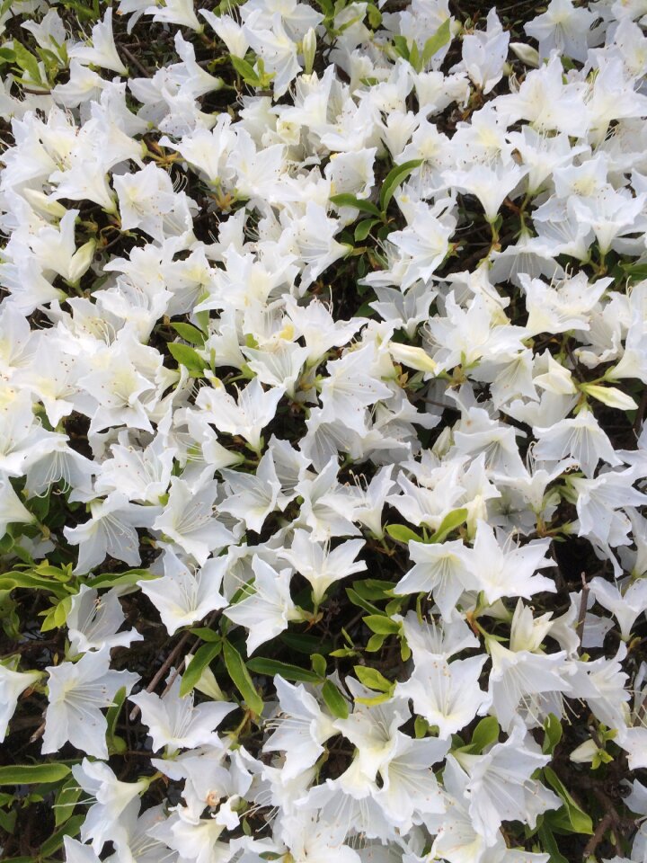 Plant floral blossom