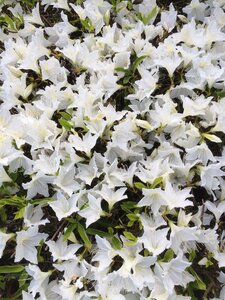 Plant floral blossom