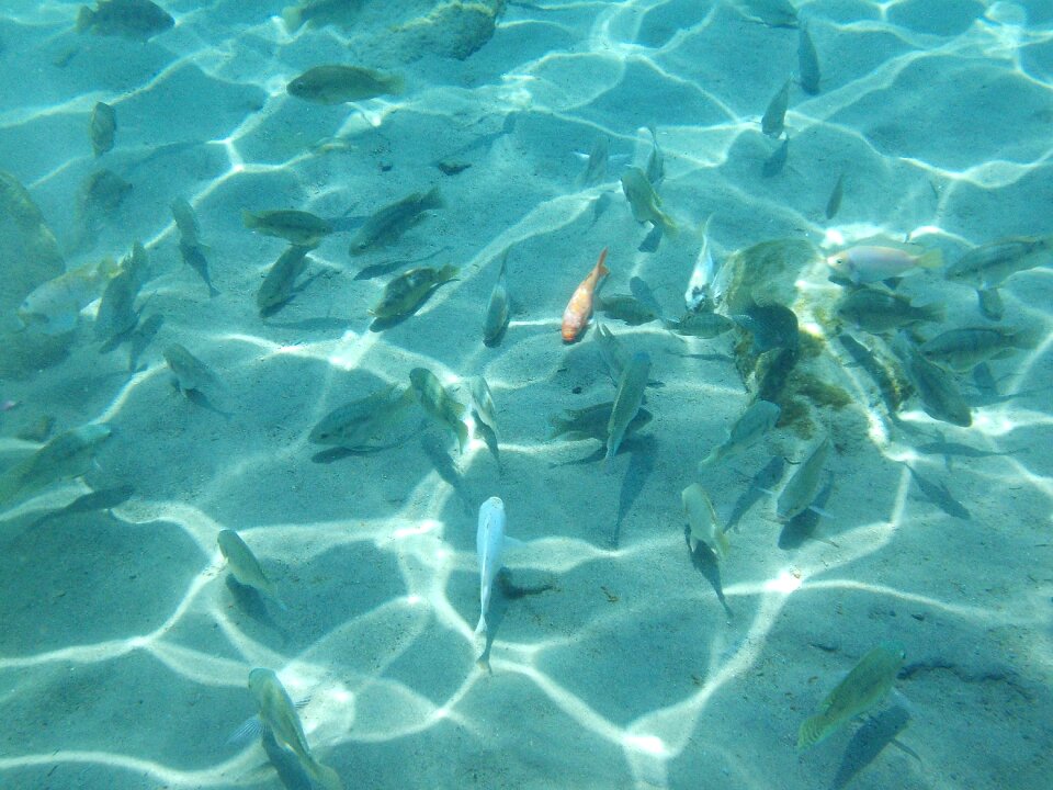 Water tropical fish animal
