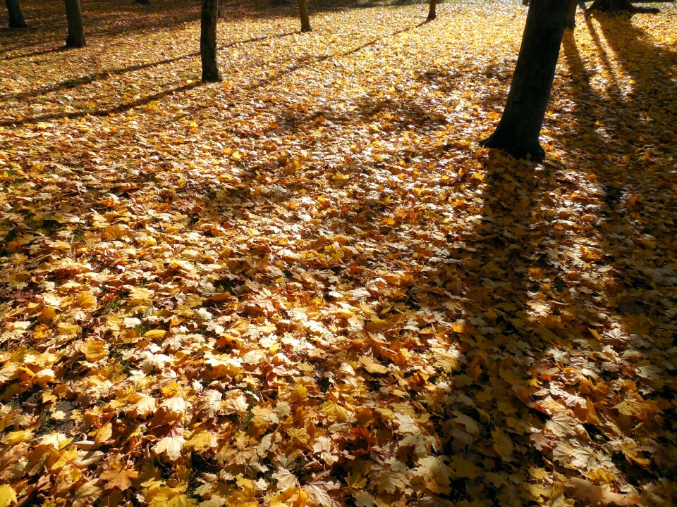 Golden autumn fall foliage emerge