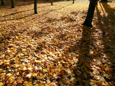 Golden autumn fall foliage emerge photo