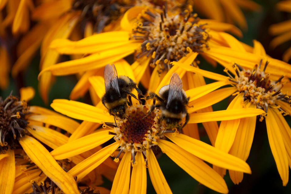 Nature flower