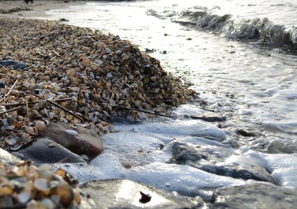 North sea sand mussel shells photo