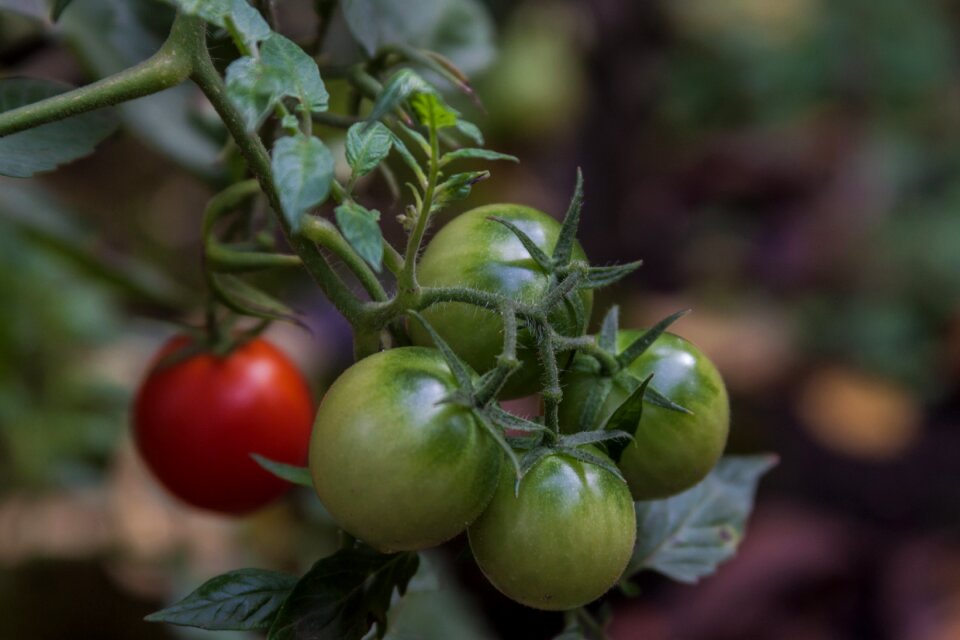 Vegetable garden fresh vegetables freshness