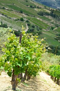 Agriculture green wine