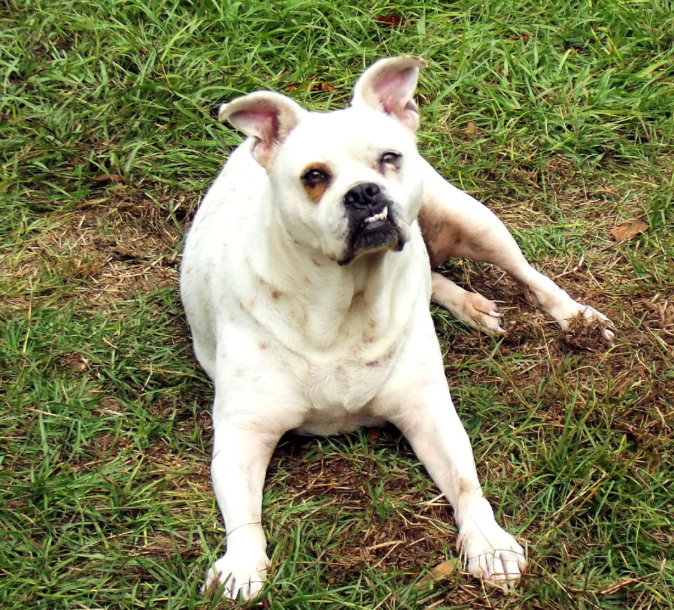 White brown canine