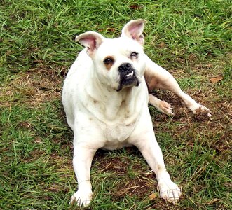 White brown canine